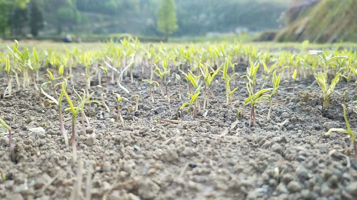 农产品种植基地